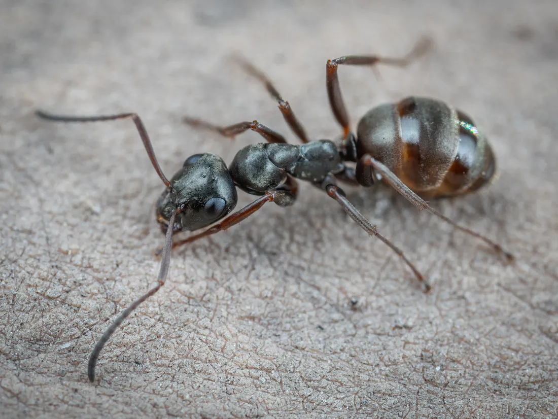 Macro photograph of an ant on a textured surface