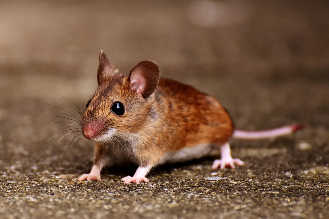House mouse on a concrete floor